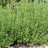 Organic German Thyme Les Jardins de l’Écoumène - La Boite à Grains