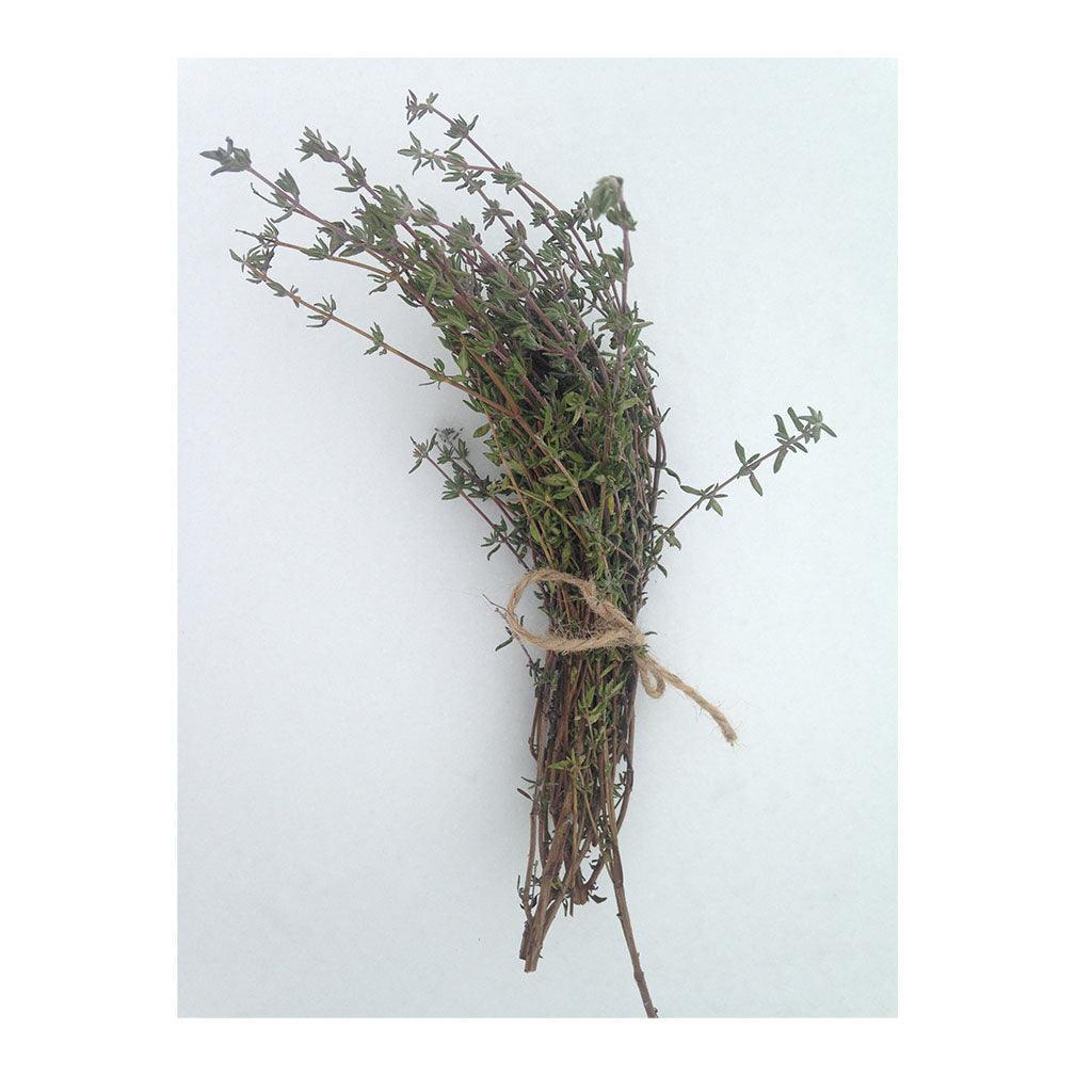 Organic German Winter Thyme (Seeds) Nordic Seeds - La Boite à Grains