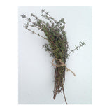 Organic German Winter Thyme (Seeds) Nordic Seeds - La Boite à Grains