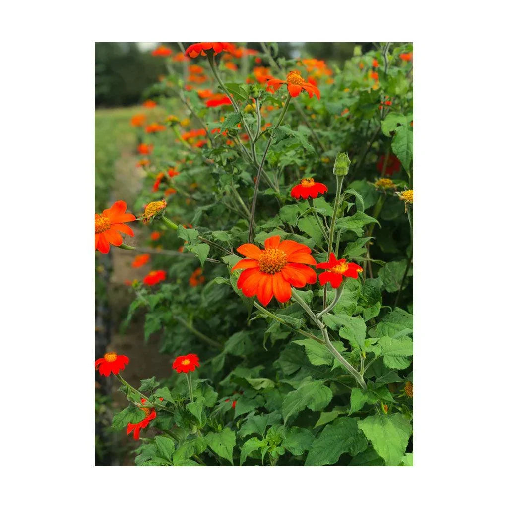 Tithiona Organic (Seeds) Nordic Seeds - La Boite à Grains
