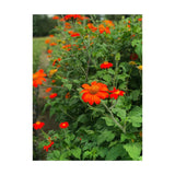 Tithiona Organic (Seeds) Nordic Seeds - La Boite à Grains