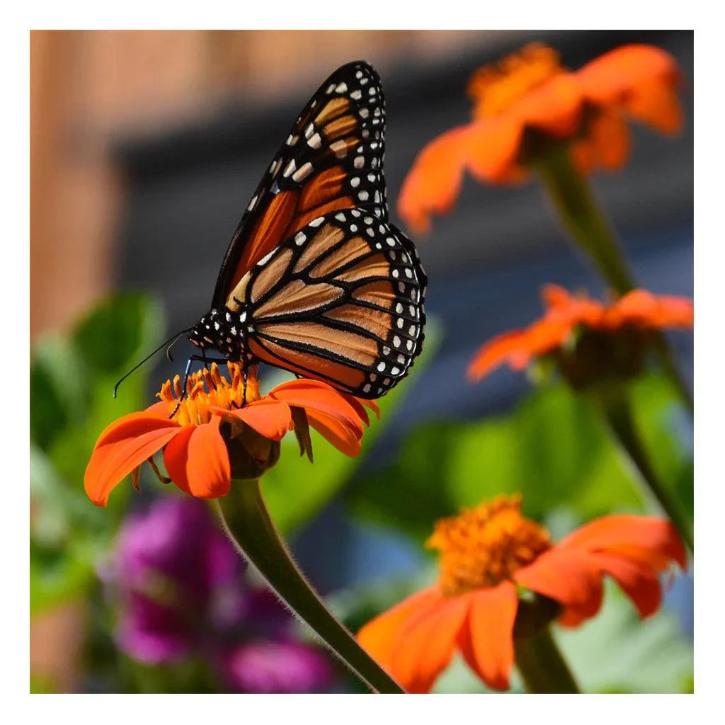 Tithonia Mexican Organic Les Jardins de l'Écoumène