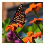 Tithonia Mexican Organic Les Jardins de l'Écoumène