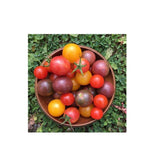 Organic Cherry Mix Tomato (Seeds) Nordic Seeds - La Boite à Grains