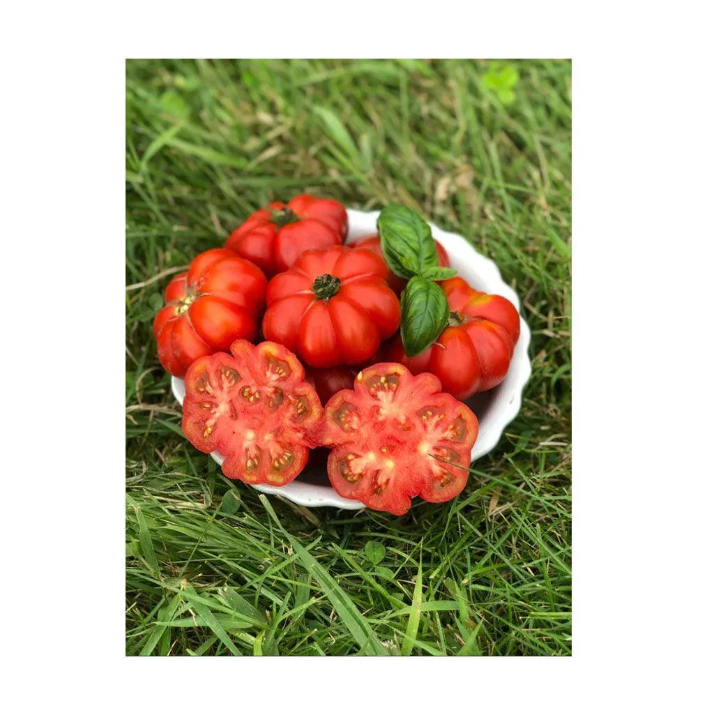 Tomato Costoluti Genovese Organic (Seeds) Nordic Seeds - La Boite à Grains