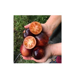 Organic Dark Tiger Tomato (Seeds) Nordic Seeds - La Boite à Grains