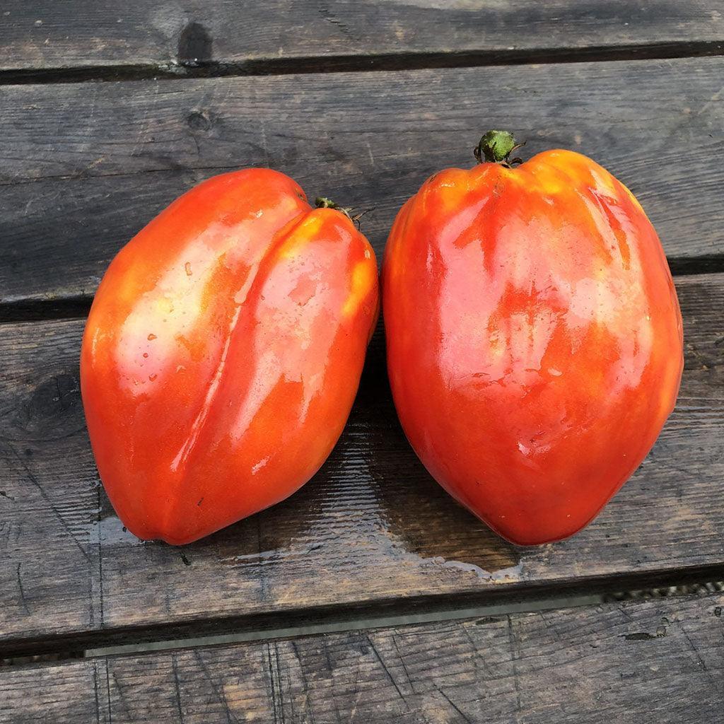 Organic La Pasquale Tomato Les Jardins de l’Écoumène - La Boite à Grains