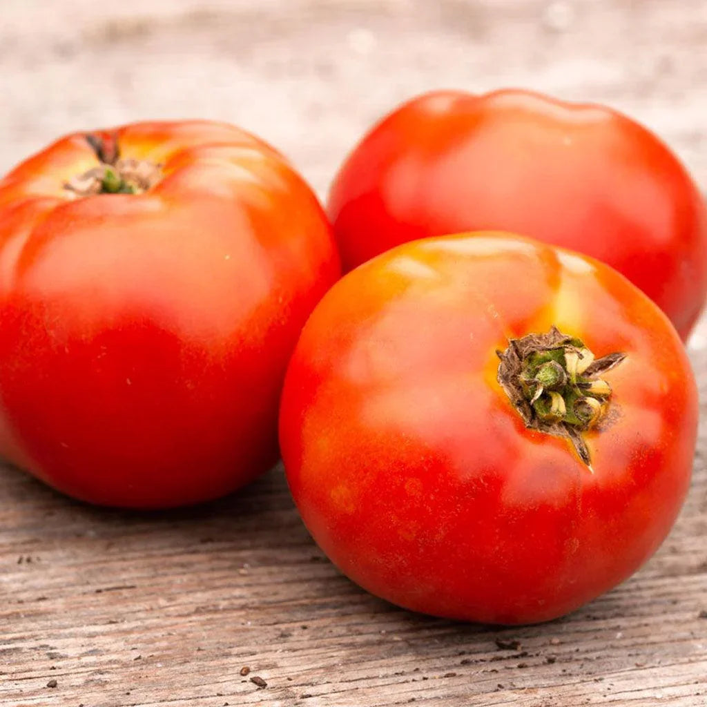 Organic Plourde Tomato Les Jardins de l’Écoumène - La Boite à Grains