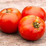 Organic Plourde Tomato Les Jardins de l’Écoumène - La Boite à Grains