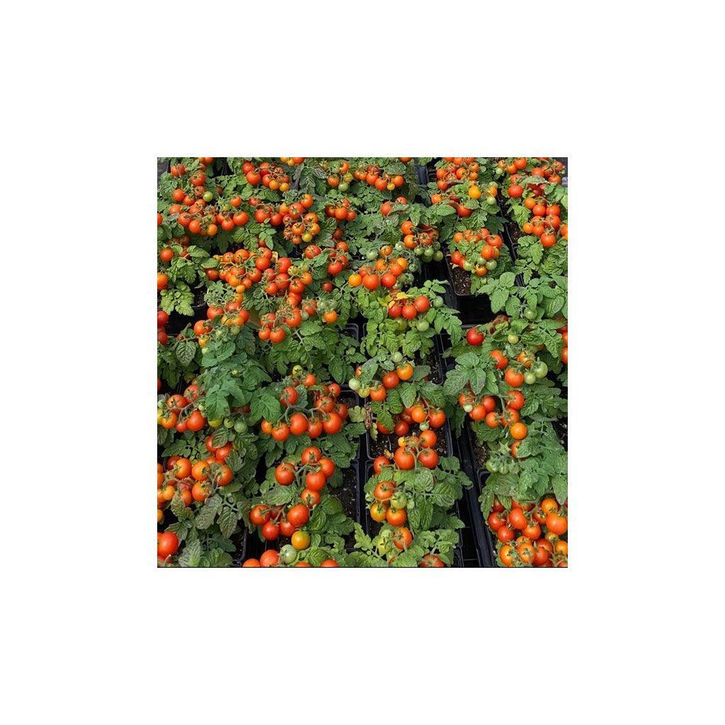 Organic Red Robin Tomato Les Jardins de l'Écoumène - La Boite à Grains