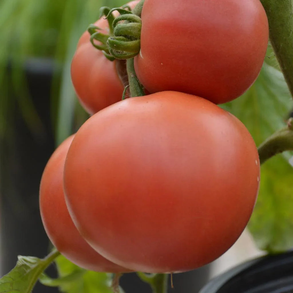 Tomate Rose Aimée Biologique Les Jardins de l'Écoumène - La Boite à Grains