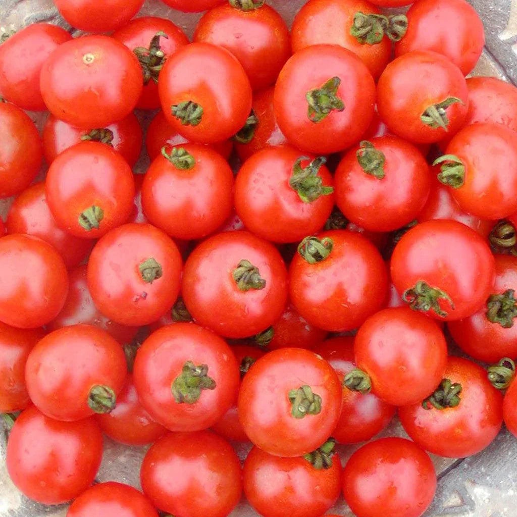 Tomate Sub Arctic Biologique Les Jardins de l'Écoumène - La Boite à Grains