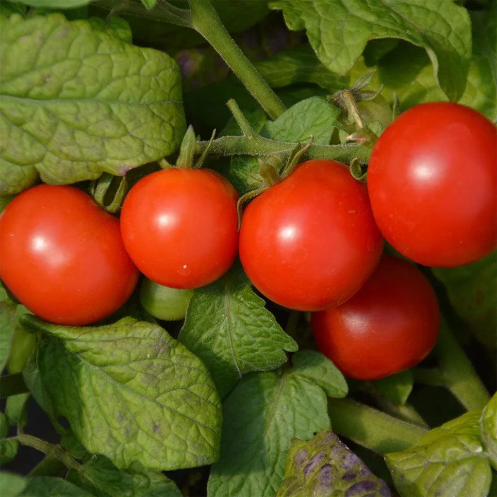 Tiny Tim Organic Tomato Les Jardins de l'Écoumène - La Boite à Grains