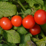 Tiny Tim Organic Tomato Les Jardins de l'Écoumène - La Boite à Grains