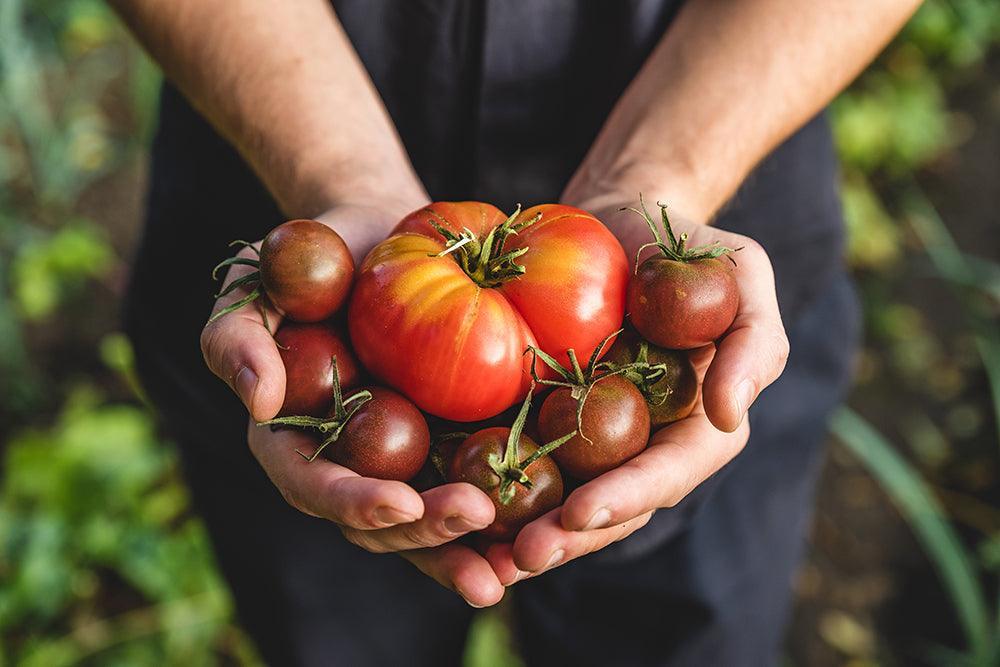 tomates-1000x667 - La Boite à Grains
