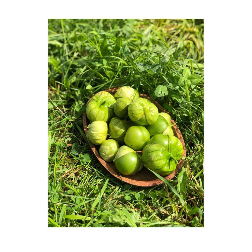 Tomatillo Gigante Verde Organic (Seeds) Nordic Seeds - La Boite à Grains