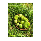 Tomatillo Gigante Verde Organic (Seeds) Nordic Seeds - La Boite à Grains