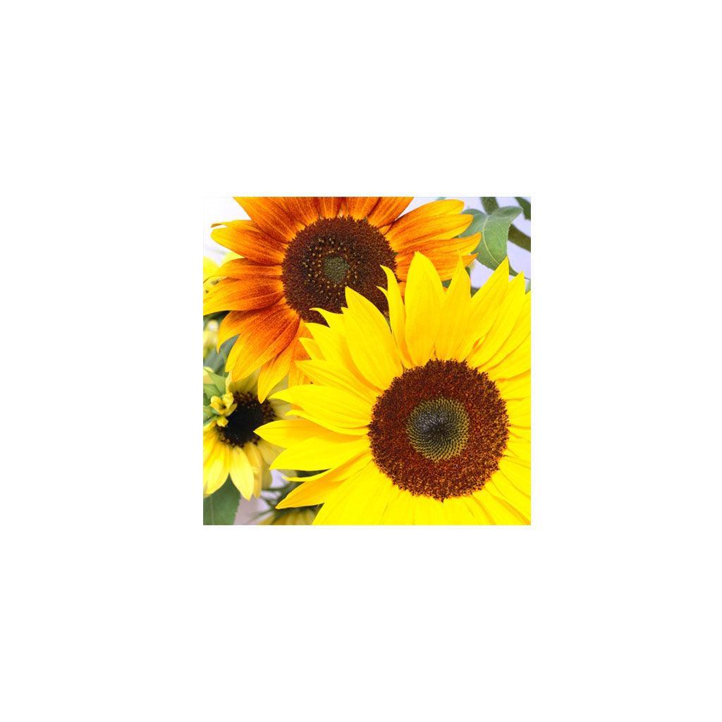 Ornamental Sunflowers in Organic Mix Les Jardins de l'Écoumène - La Boite à Grains