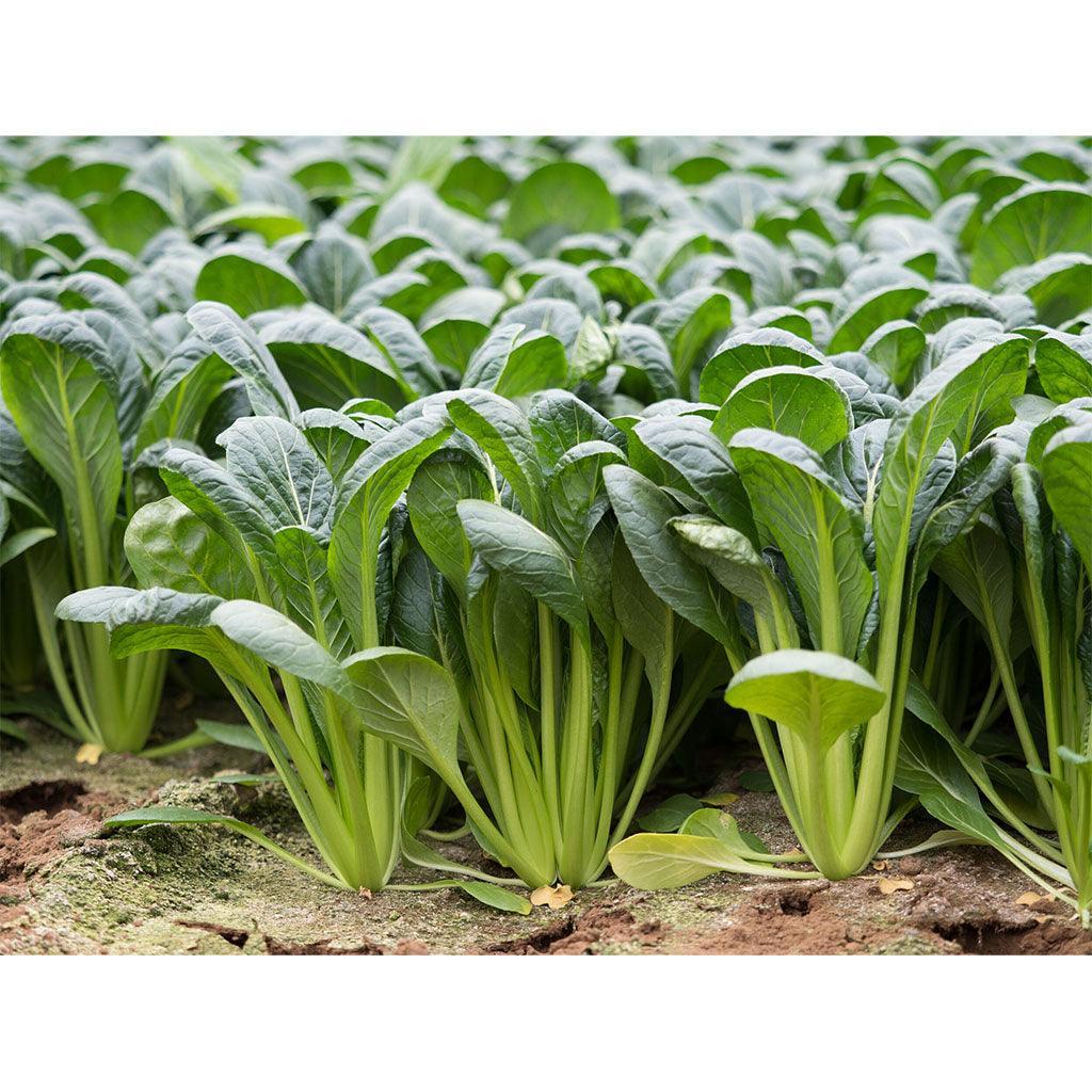 Verdures Komatsuna Biologique (Semences) Semences Nordiques - La Boite à Grains